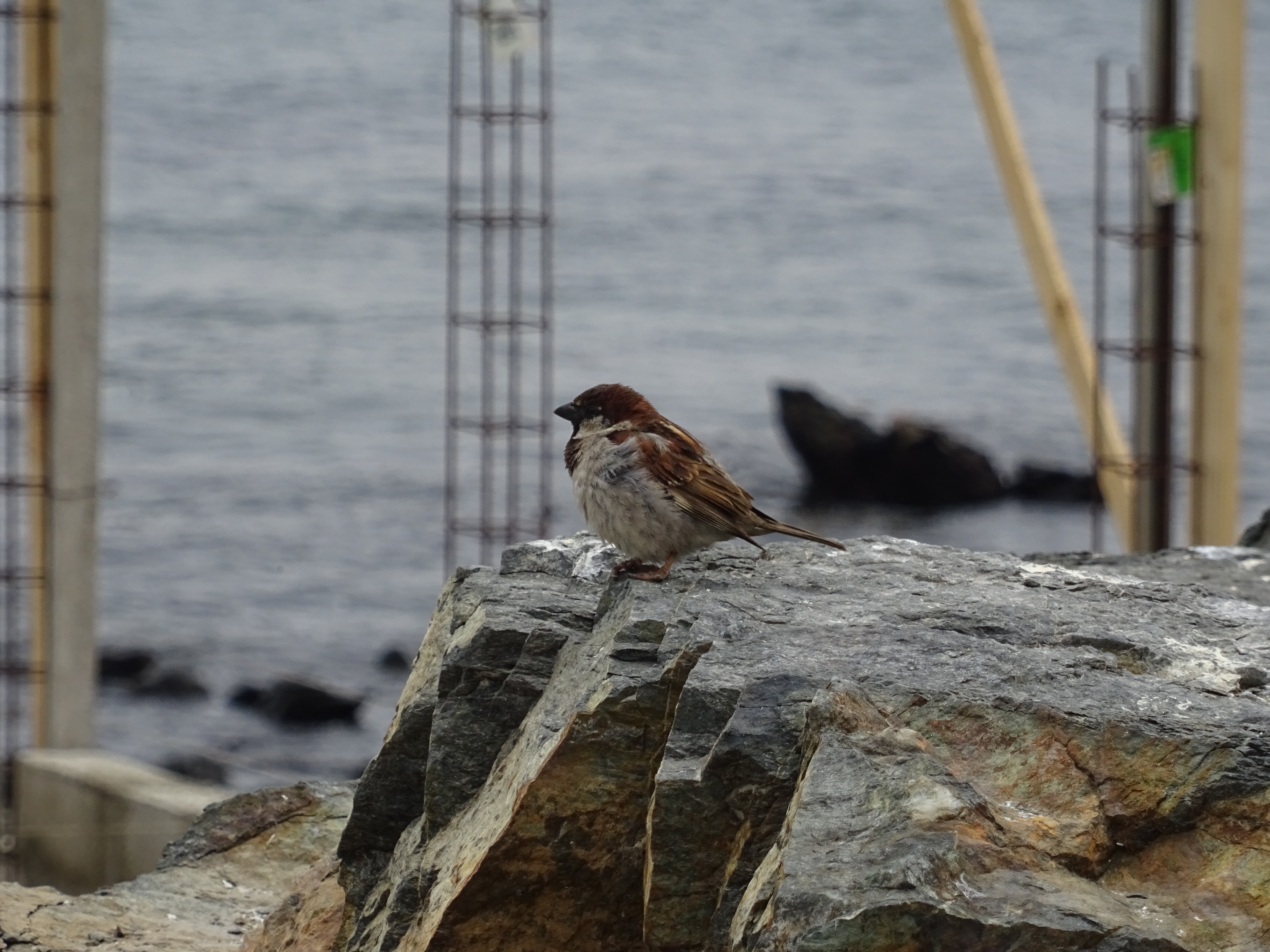A bird by the shore