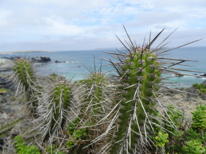 Cactus on the beach