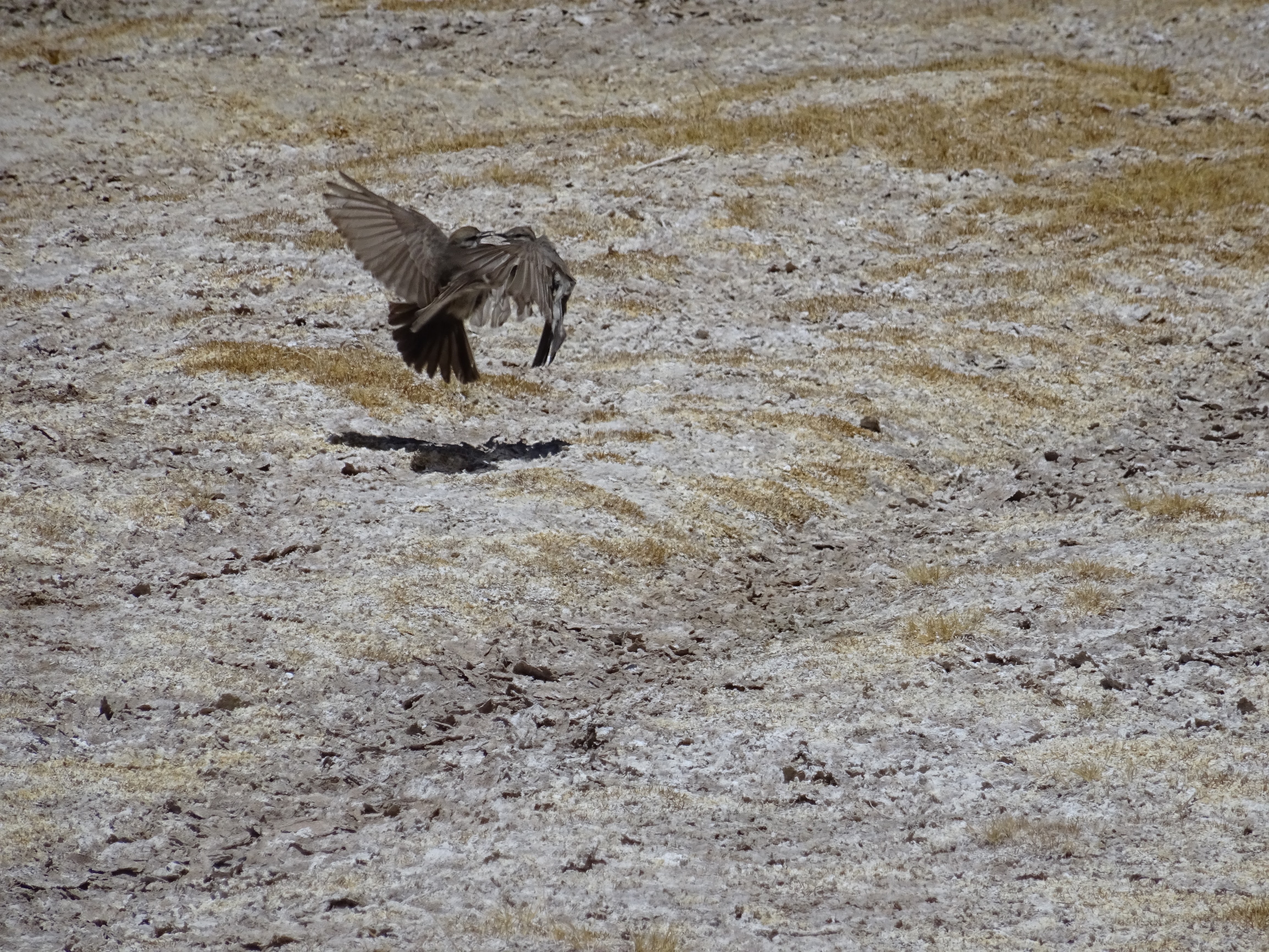 Birds playing