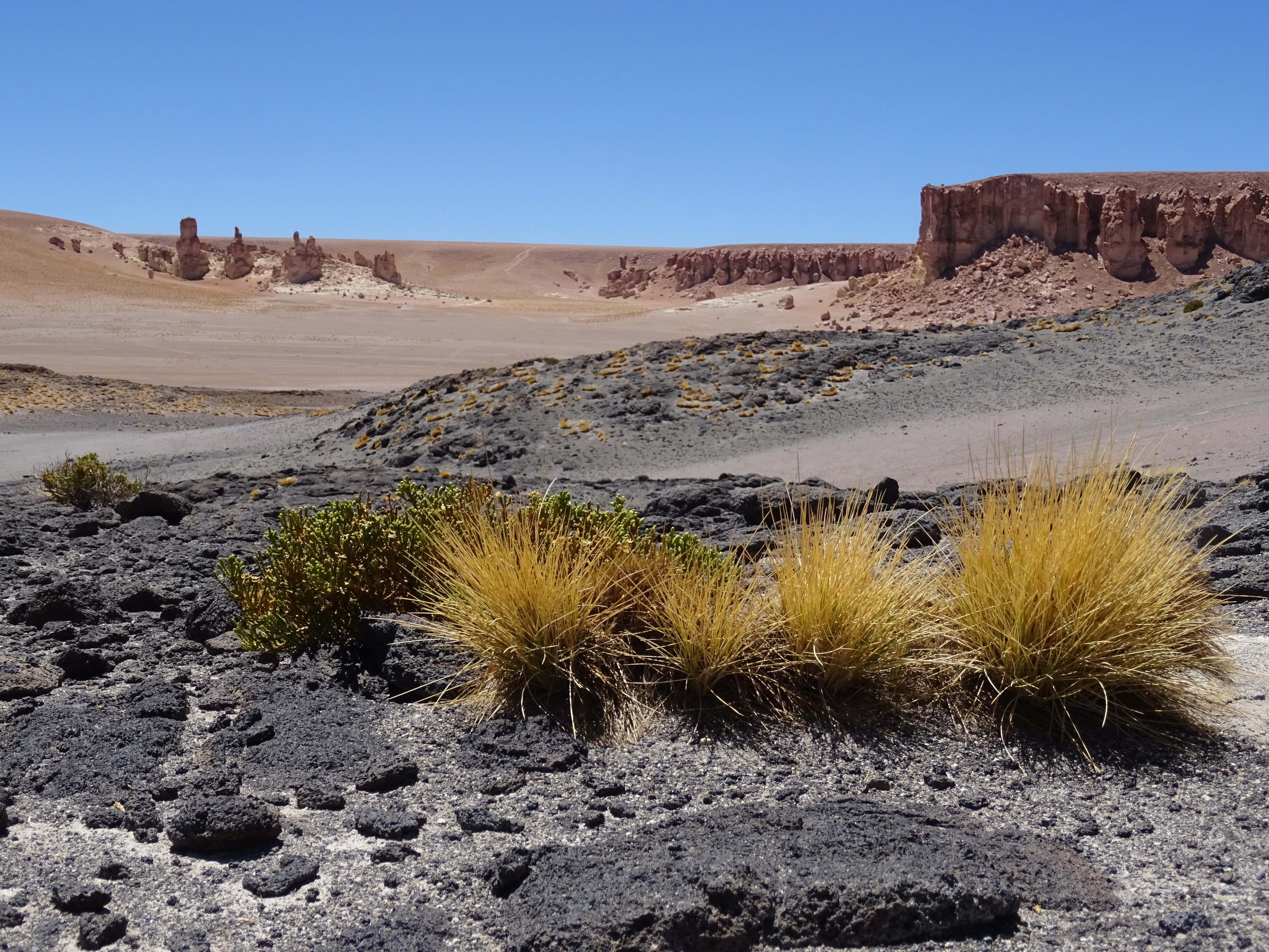 Desert plants