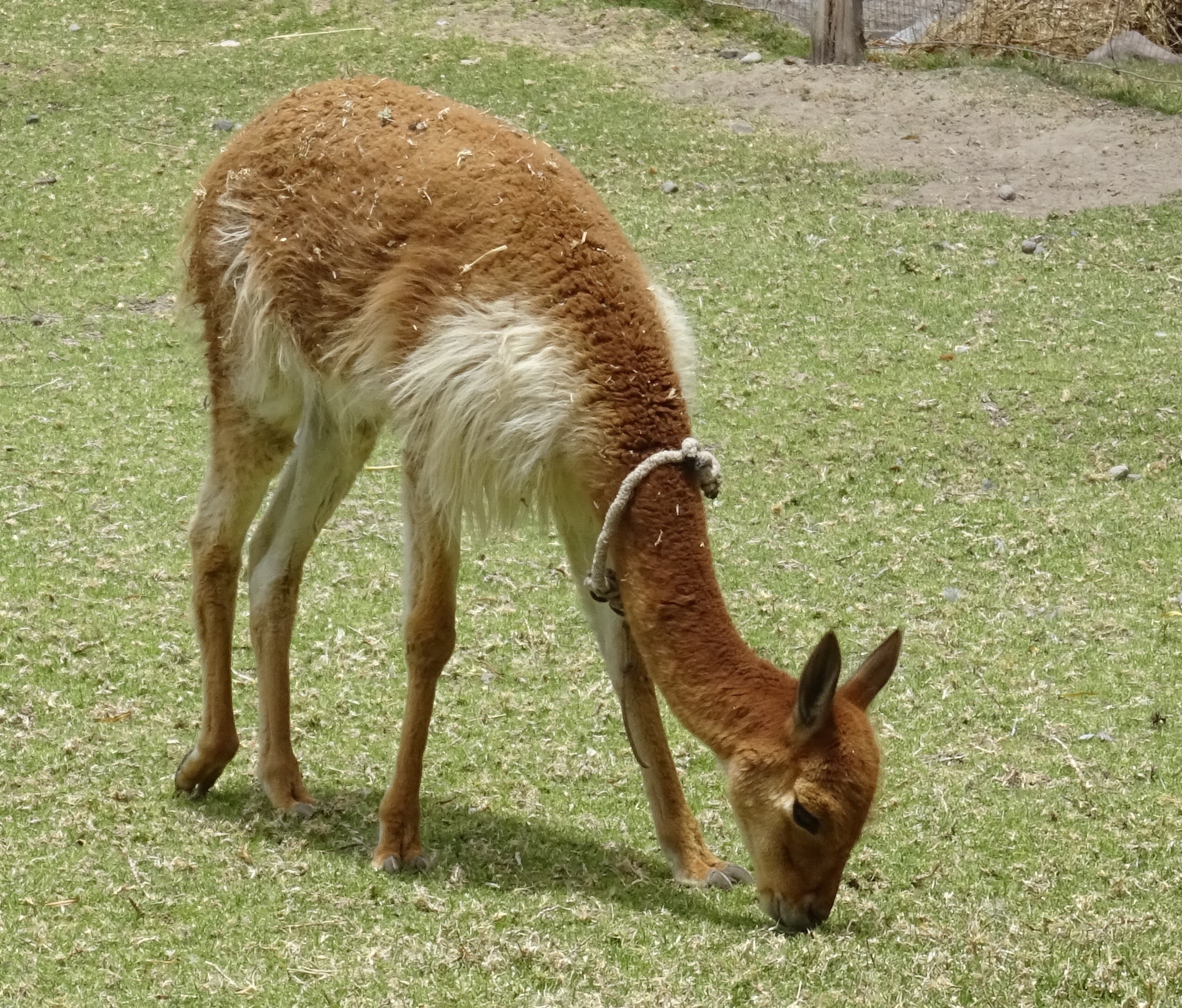 Vicuna