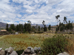 Beautiful rural field