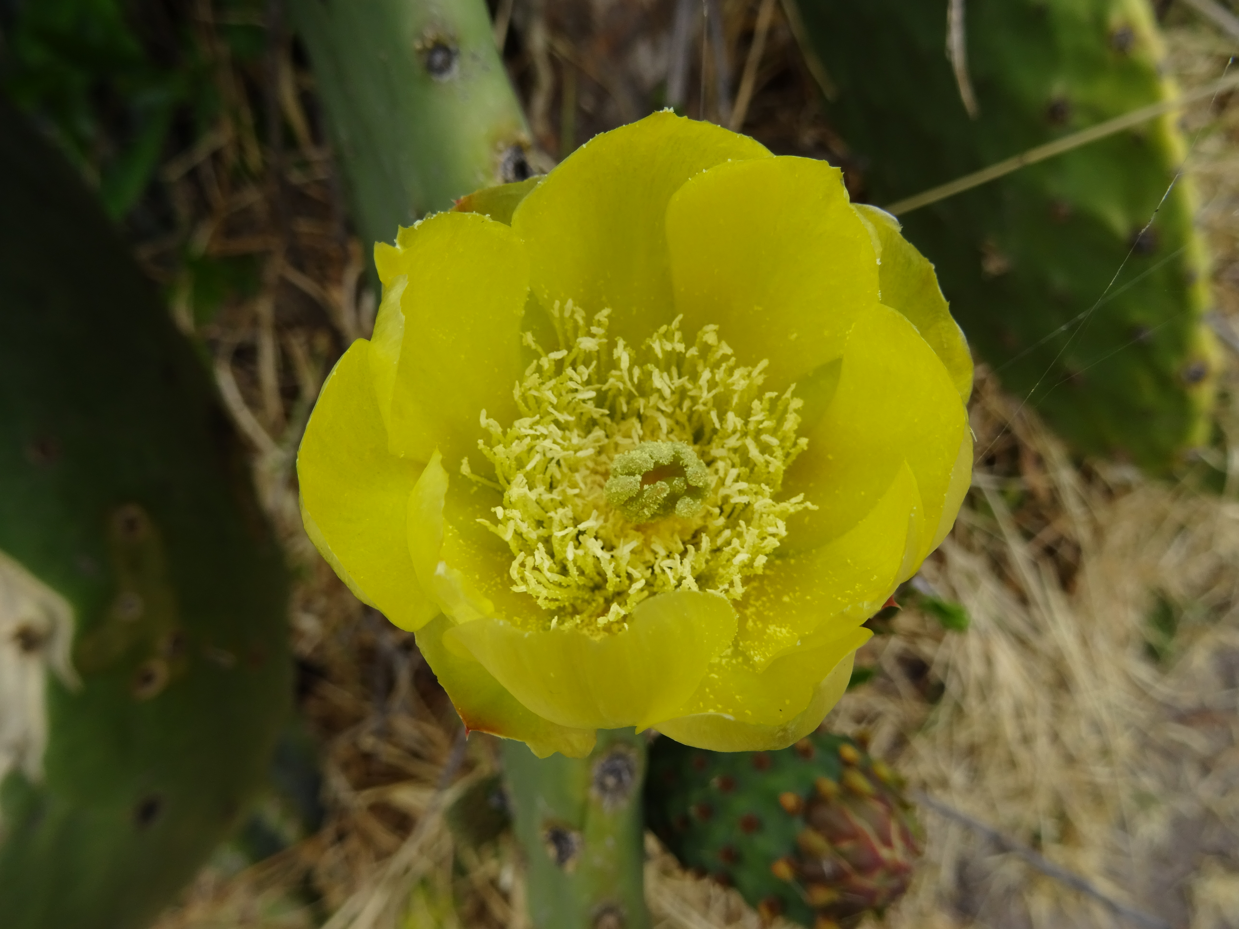 Cactus flower