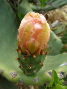 Cactus flower