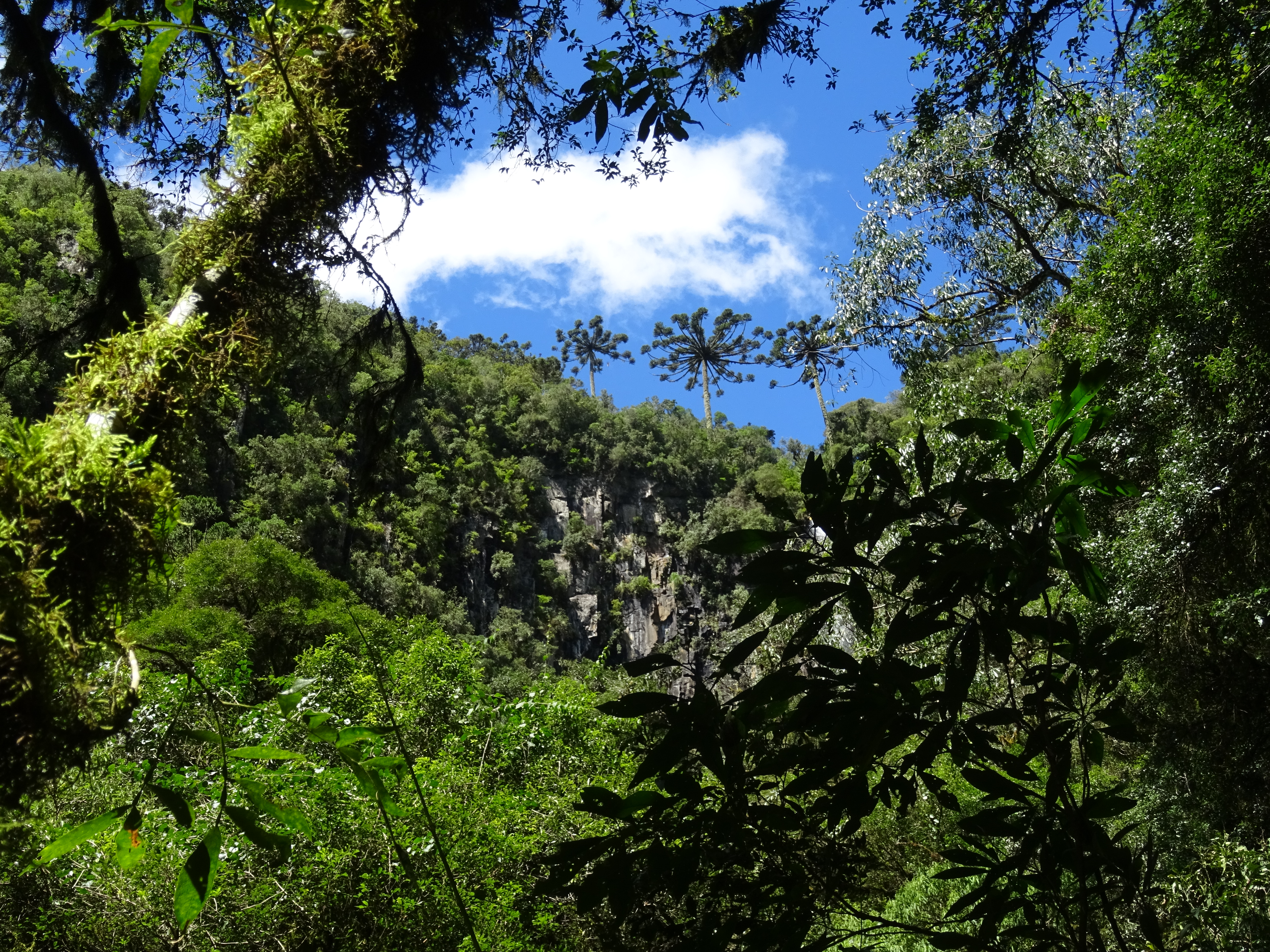 Beautiful sky and the forest