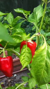 Our little capsicum plant